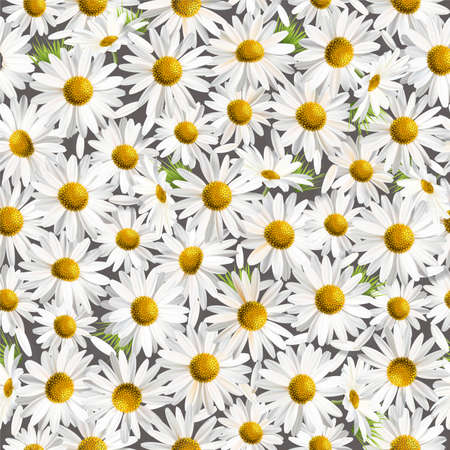 Many white daisies seamless vector backgroundのイラスト素材