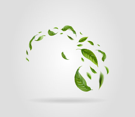 Green leaves fly with a gust of wind. Vector illustration. Realistic tea leaves.のイラスト素材