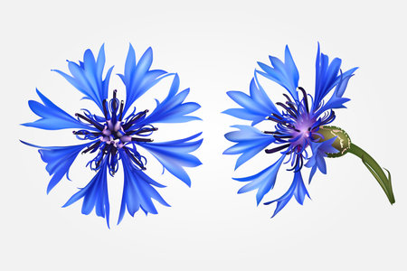 Set with beautiful realistic blue cornflowers on white background. top and side view. vector illustrationのイラスト素材