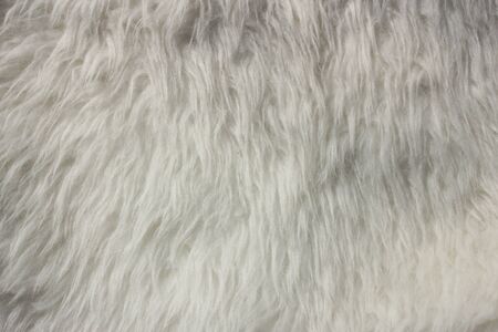 Fur texture backgroundの写真素材