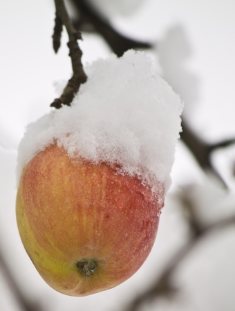 red apple under the snowの写真素材