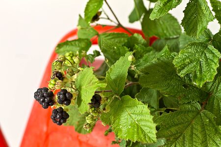 blackberry inside watering can
