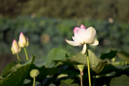 lotus flowers at the lakeの写真素材
