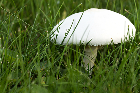 Photo of mushroom in the meadowの写真素材