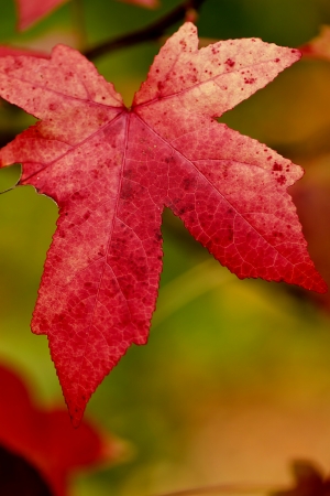 Maple leaf turned red in autumn