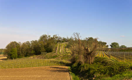 Vision of cultivation on the hillの写真素材