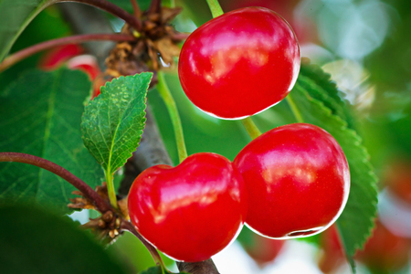 Close up of cherries on treeの写真素材
