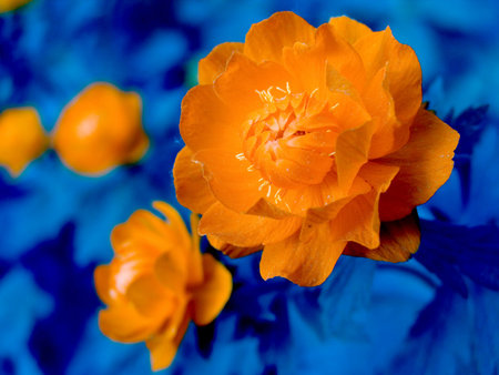 Fiery flowerの写真素材