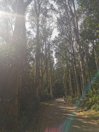 Shing Mun Reservoir