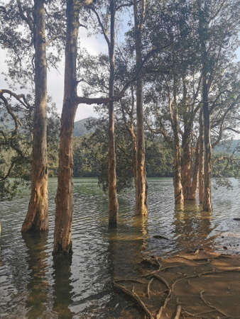 Shing Mun Reservoir