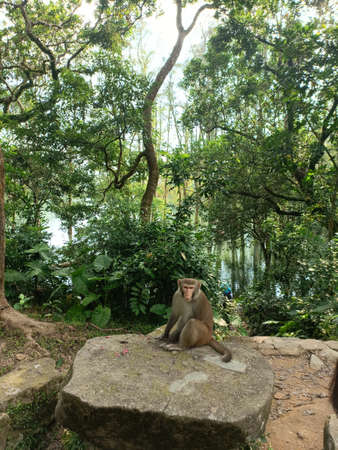 Shing Mun Reservoir