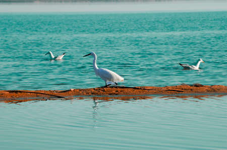 Cattle egret spend time with sea ducks