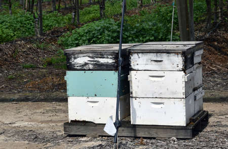 Honeybee hive out to pollinate