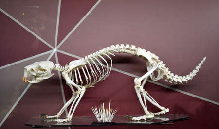 a skeleton of a North American porcupine with quills