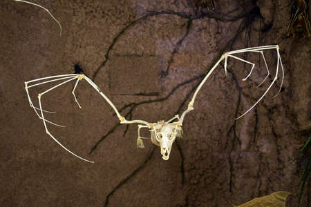 giant flying fox bat