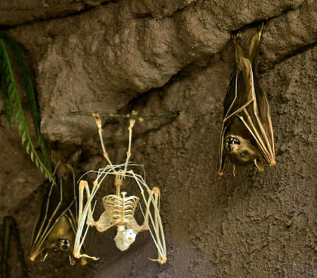 Jamaican fruit bat hanging upside down
