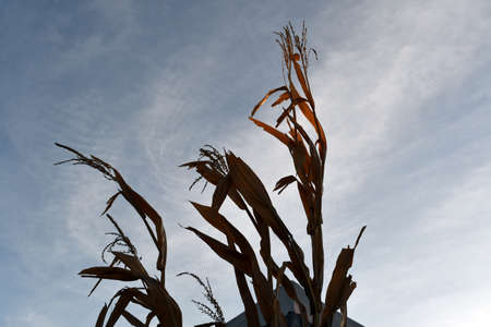corn stock in sunen day