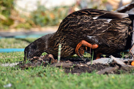 Bright orange foot on female duckの写真素材