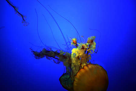 Large jellyfish swimming down
