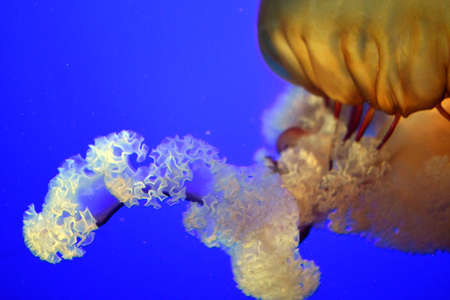 Tentacle of orange and red jellyfish
