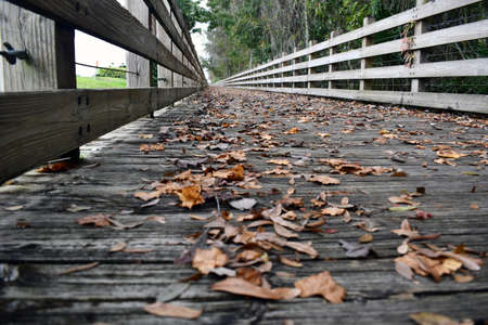 Close view of leaves on  Boardwalk