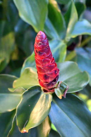 Beautiful red vermilion flower