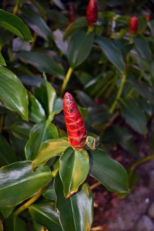 Tropical flower ready to bloom
