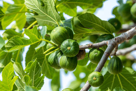 figs ripening on a fig treeの写真素材
