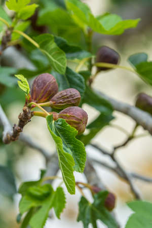 figs ripening on a fig tree