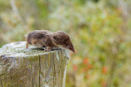 a dead shrew on a post in the dune region near The Hague, the Netherlands