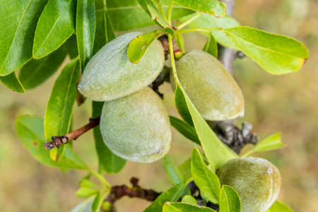 closeup cluster of green almonds growing on branchの写真素材