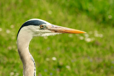 closeup of grey heron landscapeの写真素材