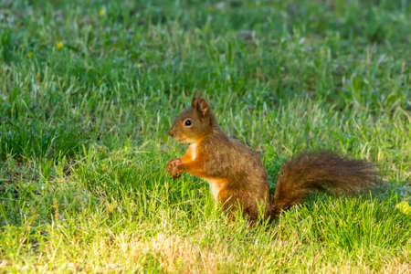 Croatian red squirrel feeding on the groundの写真素材