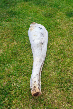 part of lower jaw bone of sperm whale with teeth removedの写真素材