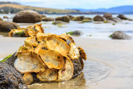 empty wild oyster shells on rocks in Tasmania's D'Entrecasteaux Channelの写真素材