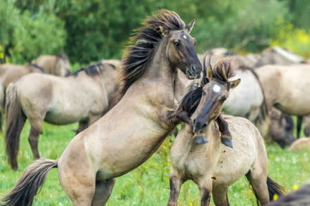wild horses fighting.