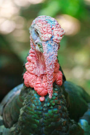 north american wild turkey with large wattlesの写真素材