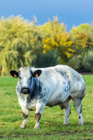 North Holland, the Netherlands - November 5, 2016: Dutch beef cow in a grass fieldのeditorial素材