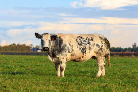 North Holland, the Netherlands - November 5, 2016: Dutch beef cow in a grass fieldのeditorial素材