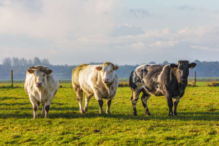 North Holland, the Netherlands - November 5, 2016: Dutch beef cow in a grass fieldのeditorial素材