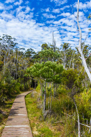 wood walking platform through Tasmanian wilderness at Hastings cavesの写真素材