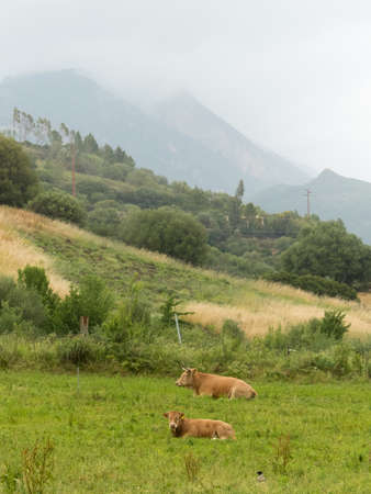 Sardinia, Italy - May 3 2018: dairy cattle in the Sardinian countrysideのeditorial素材