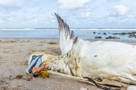 dead northern gannet trapped in plastic fishing net washed ashore on Kijkduin beach The Hagueの写真素材