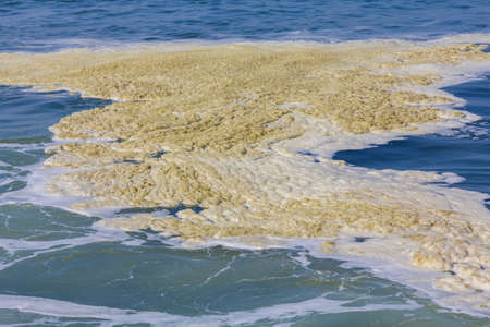 brown scum foam floating on water surface in Hoek van Holland near Rotterdam harbour