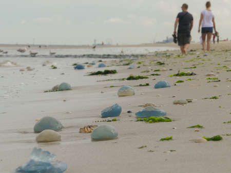 Kijkduin, The Hague, the Netherlands - July 28 2018: beachgoers walking among swarms of washed up jellyfishのeditorial素材