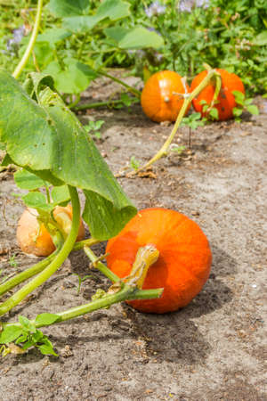 ripe pumpkins growing in outdoor garden ready for harvestの写真素材