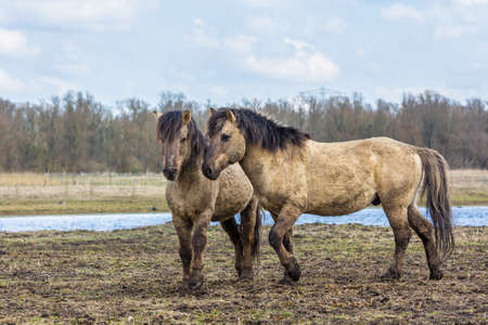 Konik horse  young foal in winter coat in March at Oostvaardersplassen, the netherlandsの写真素材