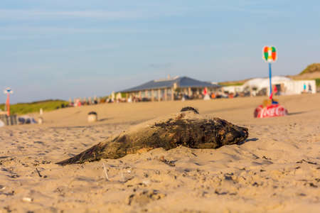 Kijkduin, The Hague, the Netherlands - September 1 2016: dead harbour porpoise on the beach near beach cafesのeditorial素材