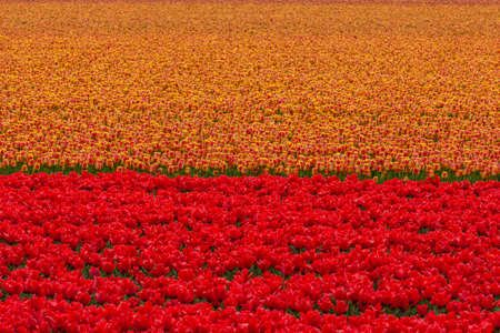 colourful floral scenic background of orange and red dutch tulip flowersの写真素材