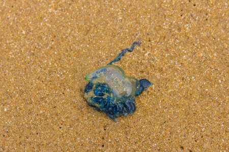 Physalia utriculus Blue Bottle jellyfish